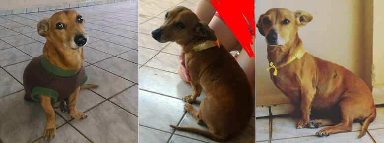 Cachorro Bob desaparece em Ibaté. Ajude a encontrá-lo -