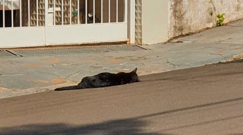Gato morto por envenenamento em frente a uma residência na região central de São Carlos - Crédito: Divulgação