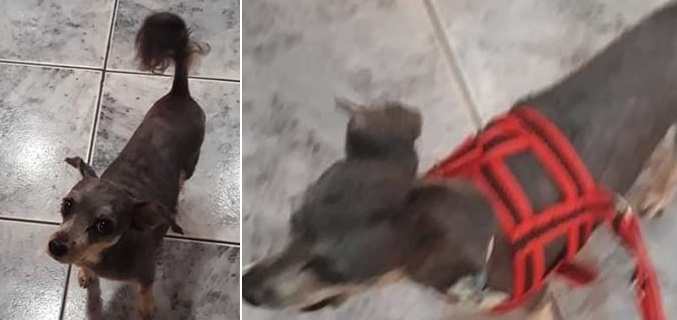 Cachorro Gordo desaparece na região da Vila Monteiro -