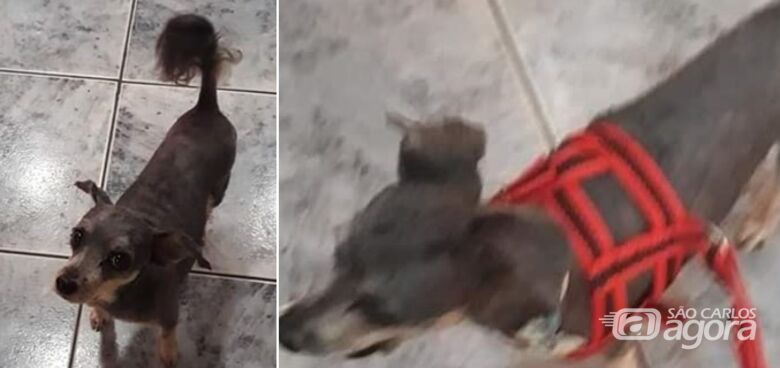 Cachorro Gordo desaparece na região da Vila Monteiro - 