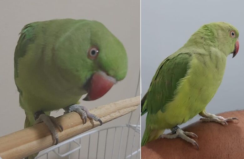 Ave Funny desaparece na região do Tangará -