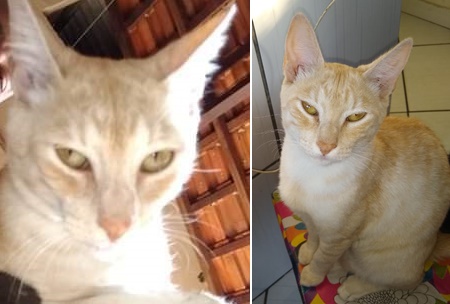 Gatinho Simba desaparece no Cidade Aracy -