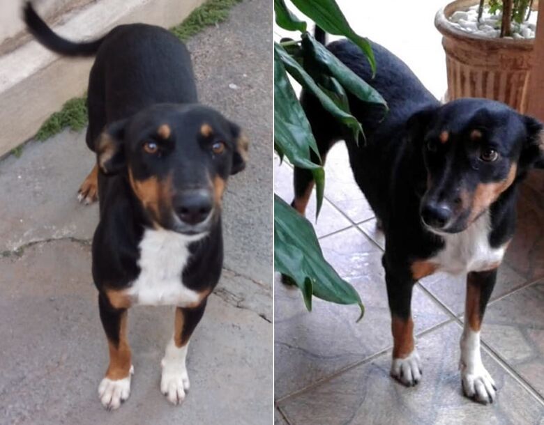 Cachorra Riana desaparece na região do Cidade Jardim -