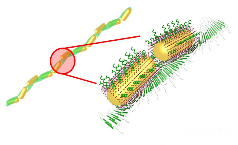 Representação da auto-organização dos nanobastões ao redor das fibras de peptídeo, em verde - Crédito: Divulgação