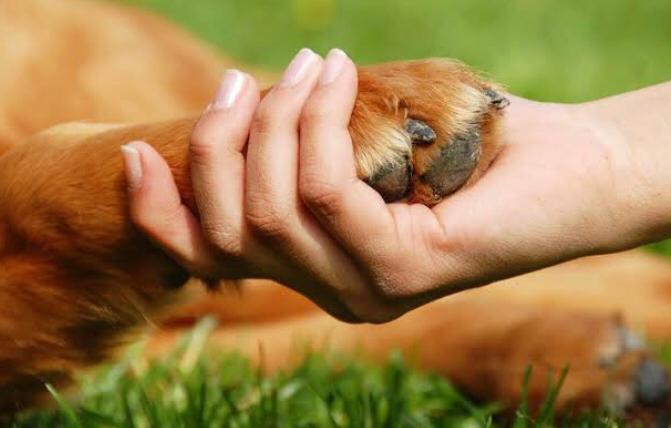 Defesa Animal e cantor Fernando são atrações do AGROARENA deste domingo - Crédito: Divulgação