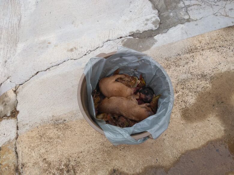Cães foram jogados no lixo - Crédito: Maycon Maximino