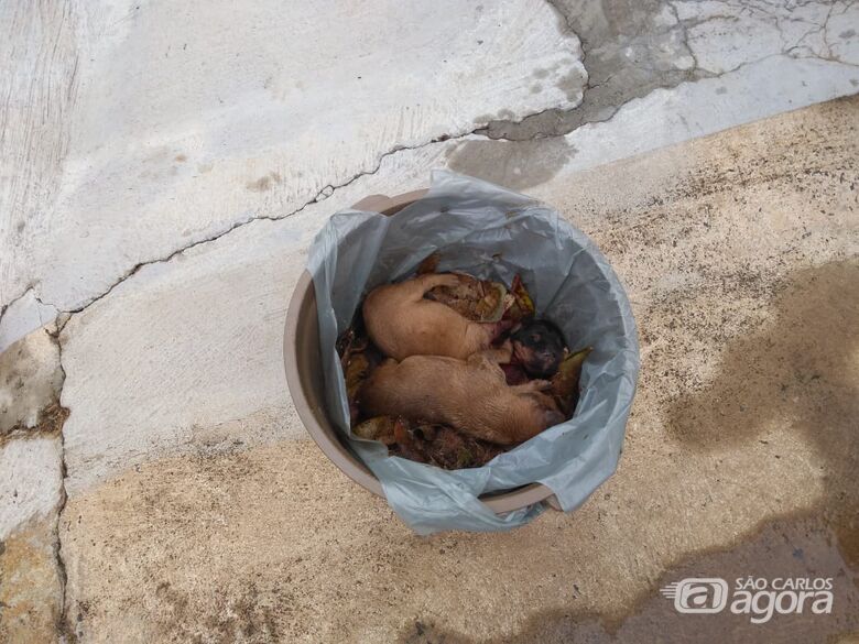 Cães foram jogados no lixo - Crédito: Maycon Maximino