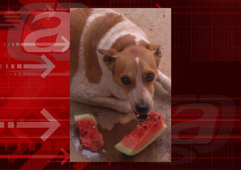 Homenagem da Funerais Pet a cachorrinha Nina -