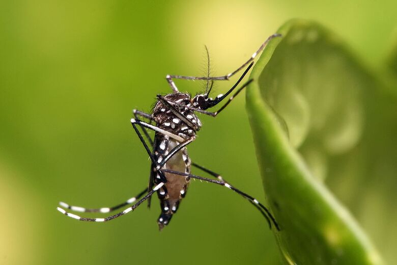 Mosquito da Dengue - Crédito: divulgação