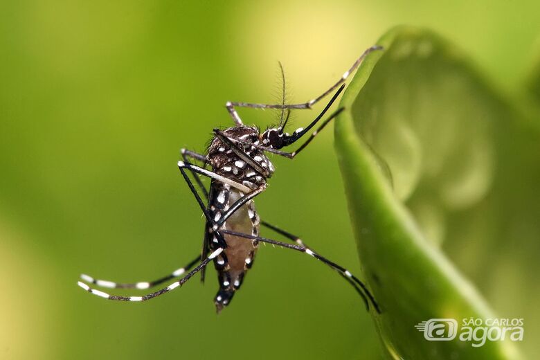 Mosquito da Dengue - Crédito: Arquivo/São Carlos Agora