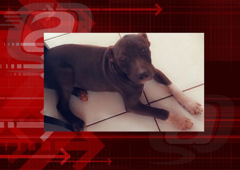Cachorro Simba desaparece no Aracy 2. Ajude a encontrá-lo -