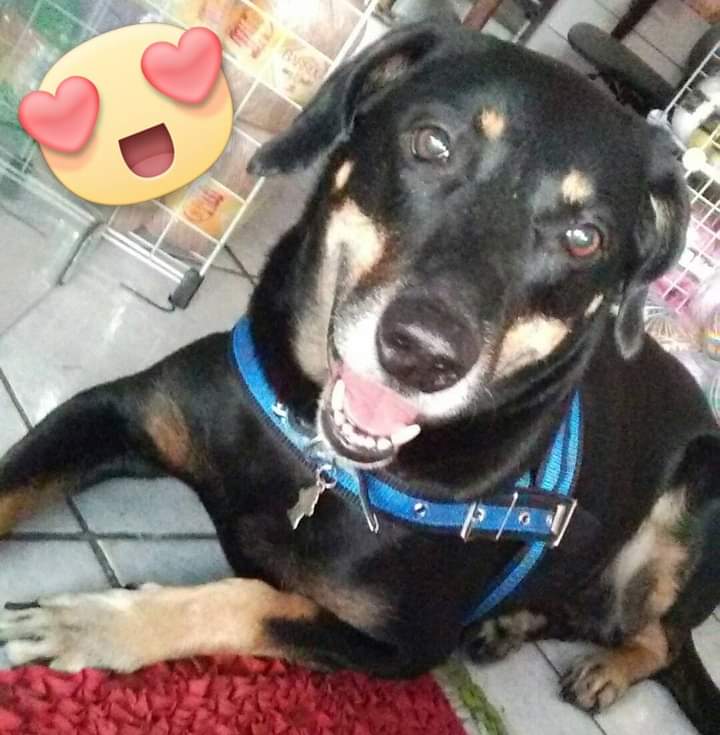Homenagem da Funerais Pet ao cachorro Rex -
