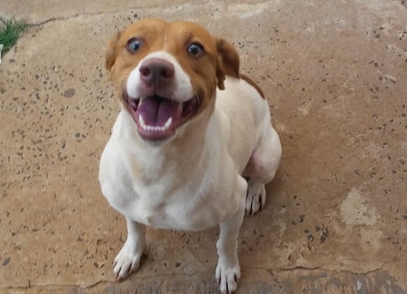 Homenagem da Funerais Pet ao cachorrinho Lupi -