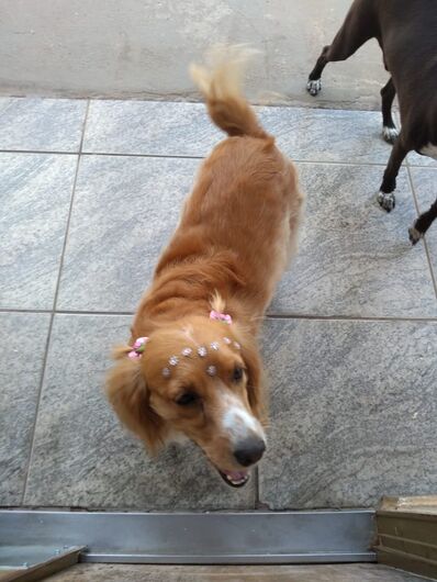 Homenagem à cachorra Princesa -