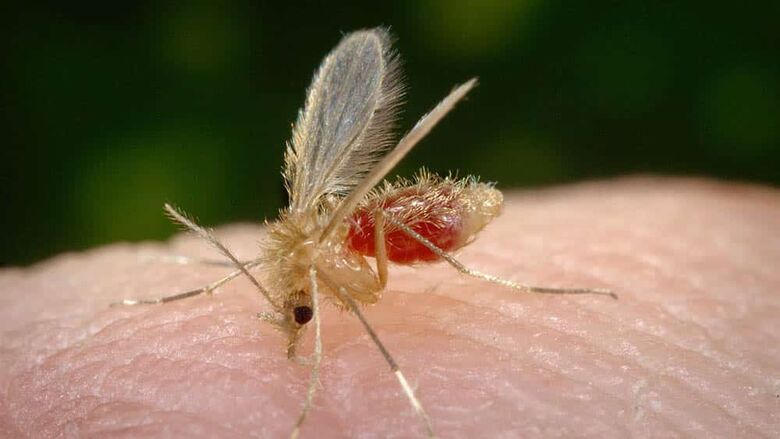 Mosquito palha é um inseto pequeno, com 2 a 3 milímetros, costuma picar ao entardecer e à noite - Crédito: divulgação