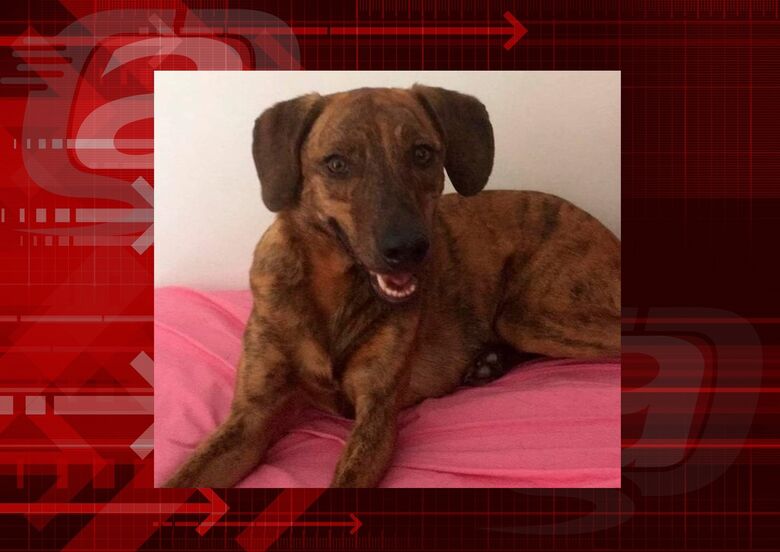 Procura-se cachorra Rebeca que desapareceu na Vila Monteiro -
