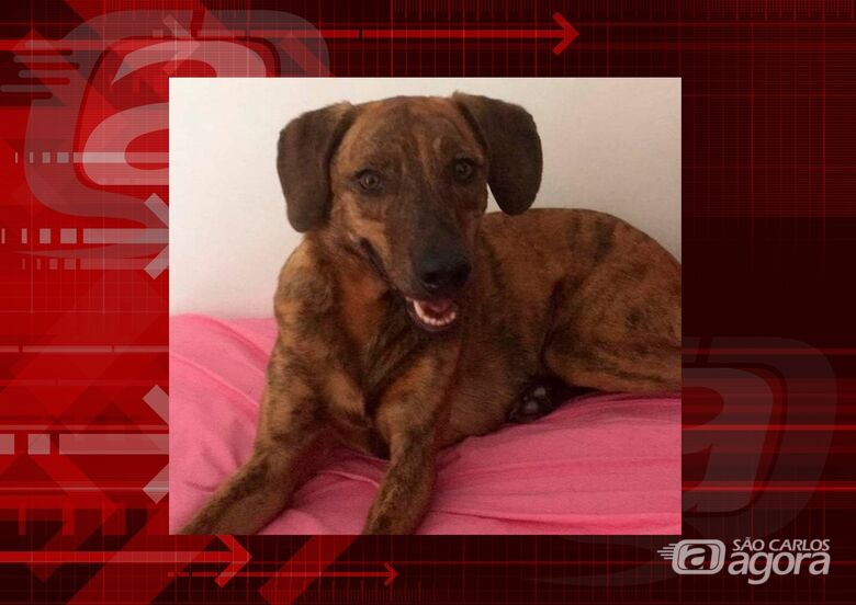 Procura-se cachorra Rebeca que desapareceu na Vila Monteiro - 