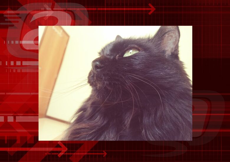 Homenagem da Funerais Pet a gatinha Peluda -