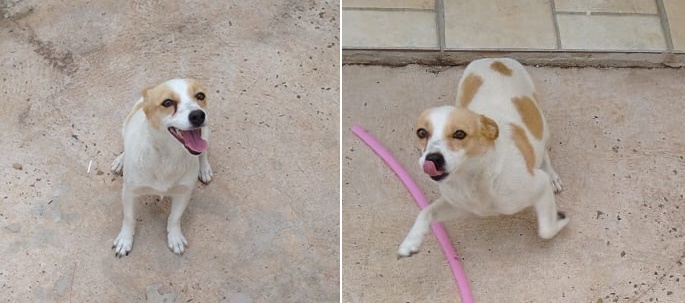Cachorra Bia desaparece na região da Vila Nery -