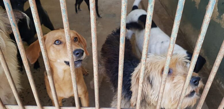 Em janeiro foram resgatados 108 animais, sendo que 20 foram recolhidos devido a constatação de maus tratos e abandono - Crédito: Divulgação