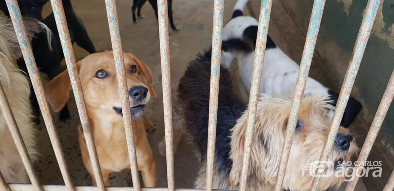 Em janeiro foram resgatados 108 animais, sendo que 20 foram recolhidos devido a constatação de maus tratos e abandono - Crédito: Divulgação