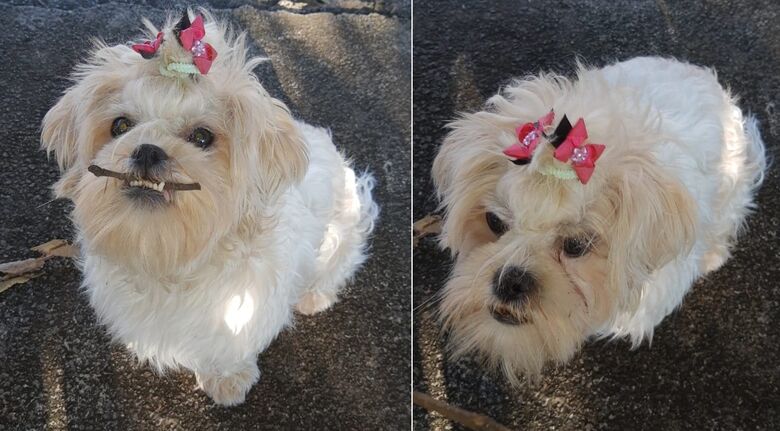Cachorrinha Luma desaparece no Jardim Brasil. Ajude a encontrá-la -