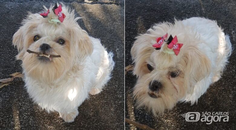 Cachorrinha Luma desaparece no Jardim Brasil. Ajude a encontrá-la - 