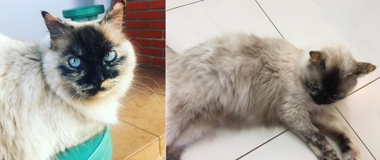 Gatinha desaparece na região da Vila Prado. Ajude a encontrá-la -
