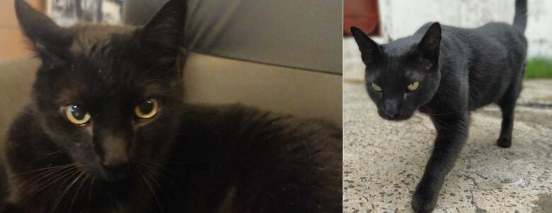 Gatinho Fran desaparece na região do Jacobucci. Ajude a encontrá-lo -