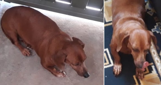 Cachorrinha Pipoca desaparece na Vila Brasília. Ajude a encontrá-la -