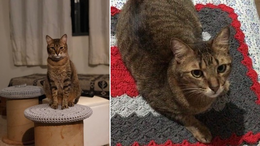 Gatinho desapareceu no Cidade Jardim. Ajude a encontrá-lo -