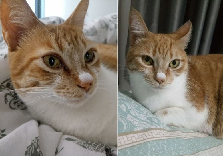Gatinha Vivi desaparece no Boa Vista. Ajude a encontrá-la -