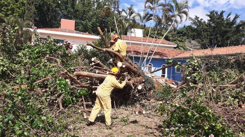 Árvore de grande porte caiu no Nova Santa Paula - Crédito: Colaborador SCA