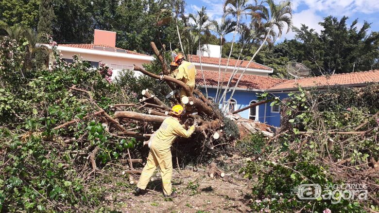 Árvore de grande porte caiu no Nova Santa Paula - Crédito: Colaborador SCA