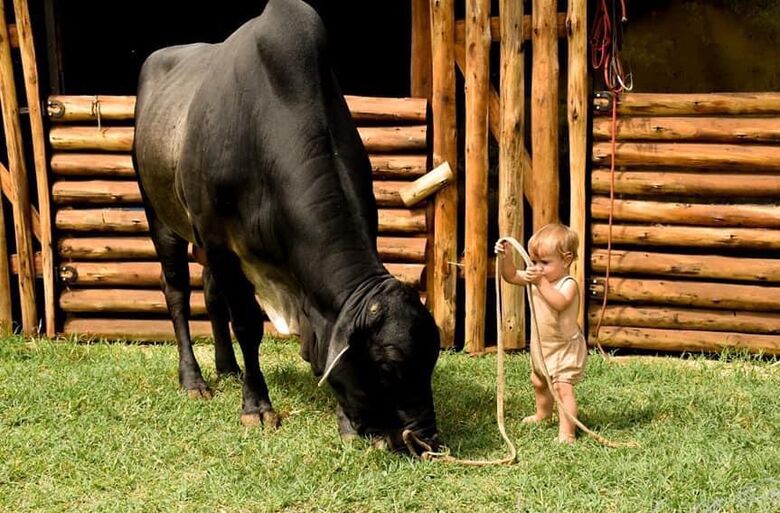 Adestramento de animais e Pitó e Davi Silva são atrações do AGROARENA deste domingo - Crédito: divulgação