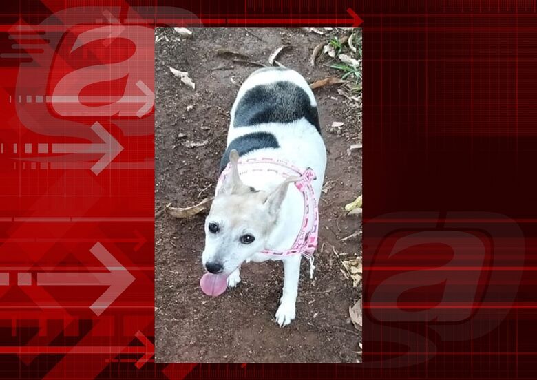 Homenagem da Funerais Pet a cachorrinha Lili -
