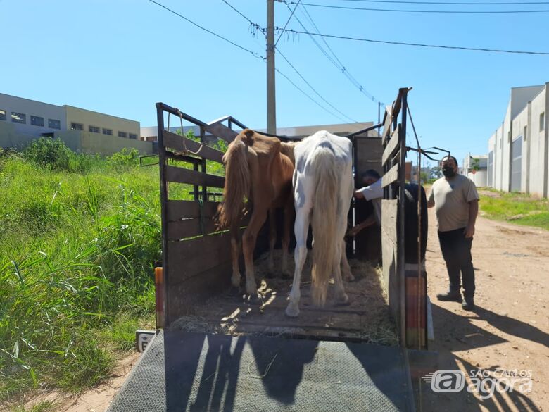 Prefeitura resgata cavalo vítima de maus-tratos em São Carlos - Crédito: divulgação