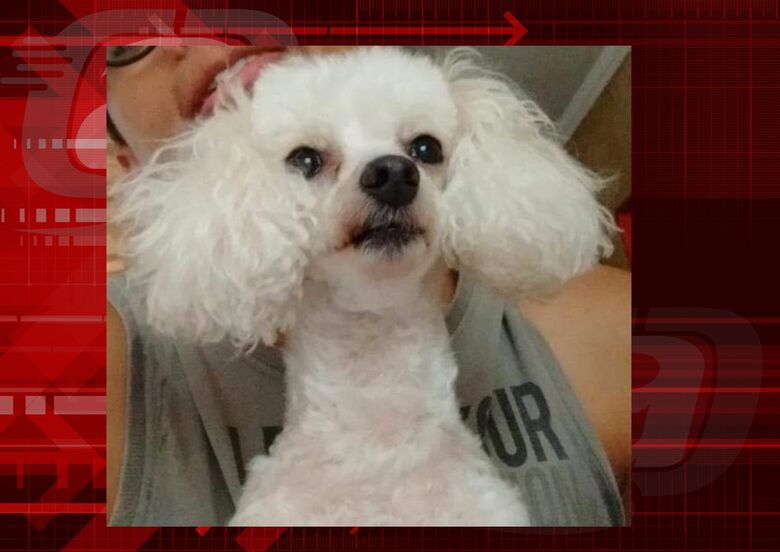 Cachorrinha Celi desparece na região do Américo Alves Margarido -