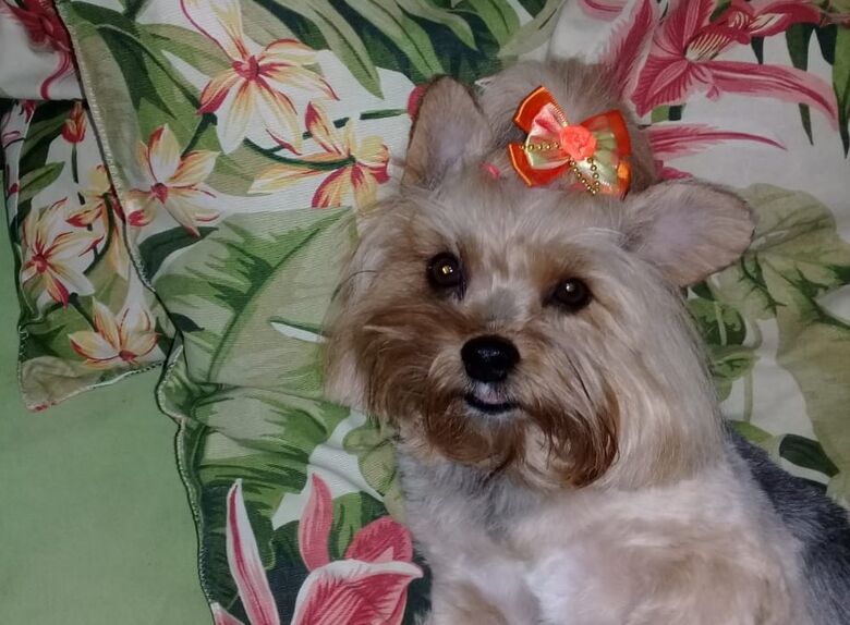 Homenagem da Funerais Pet a cachorrinha Lizie -