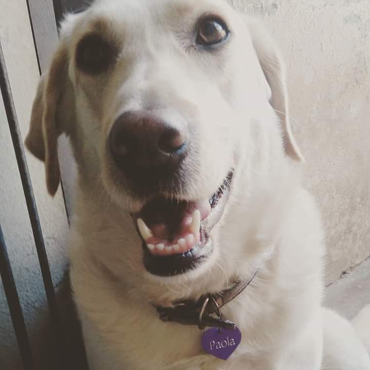 Homenagem da Funerais Pet a cachorra Paola -