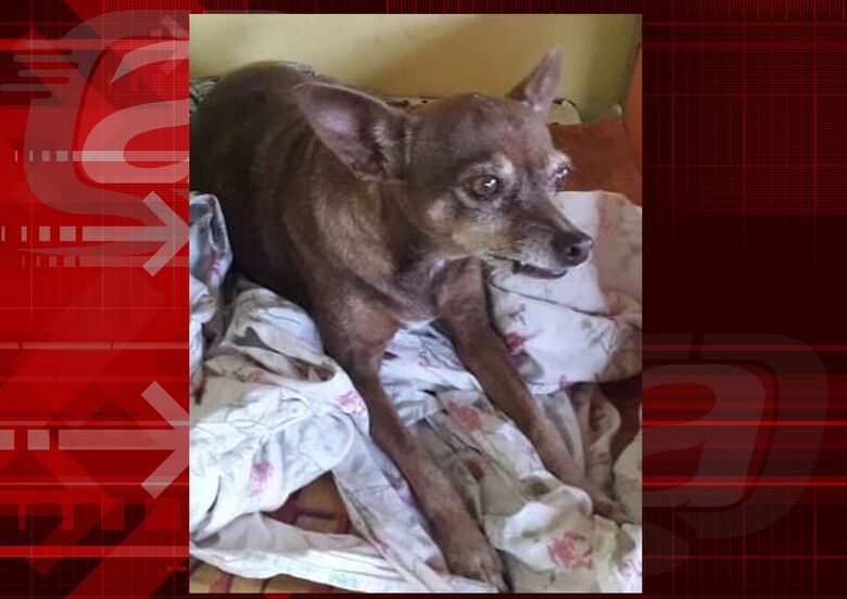 Cachorrinha Mel desaparece no São Rafael -