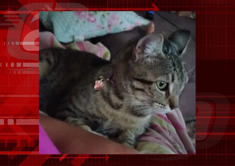 Gatinha Mia desaparece na região do Bicão -