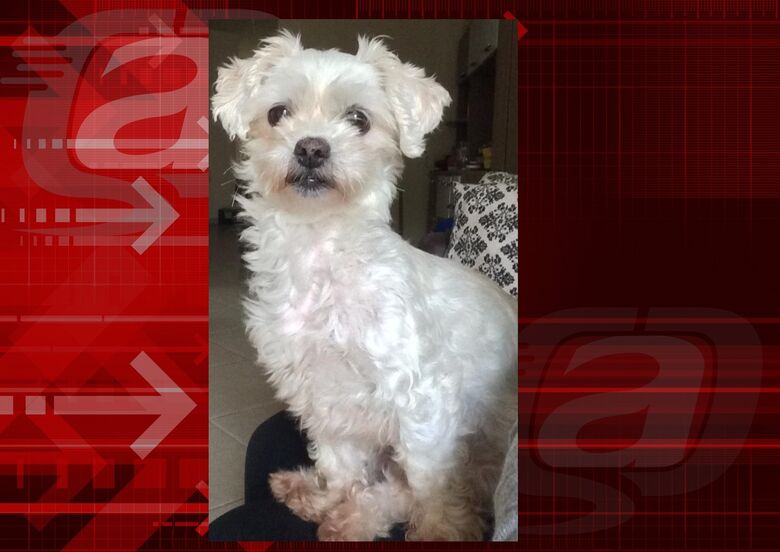 Cachorrinha Maya desaparece no Santa Felícia. Ajude a encontrá-la -