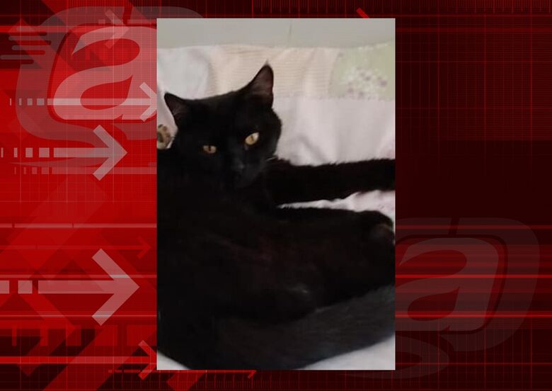 Gatinho Negresco desaparece na região do Nova Estância -