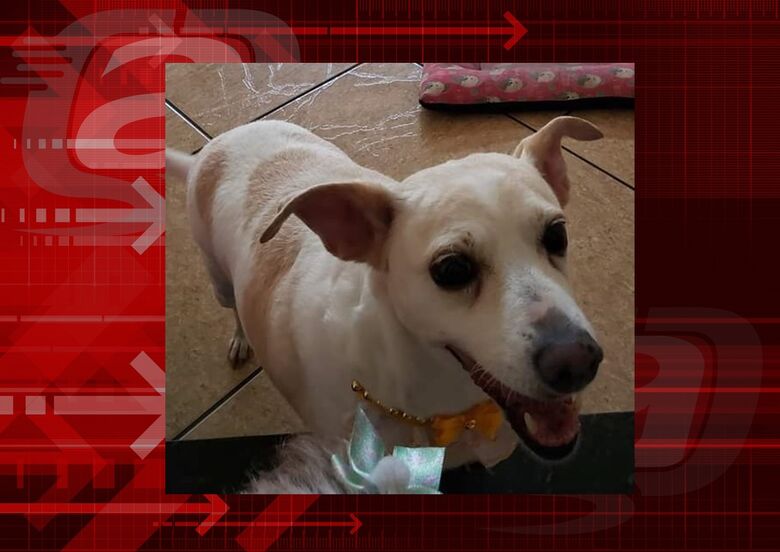 Cachorra Princesa desaparece no Azulville. Ajude a encontrá-la -