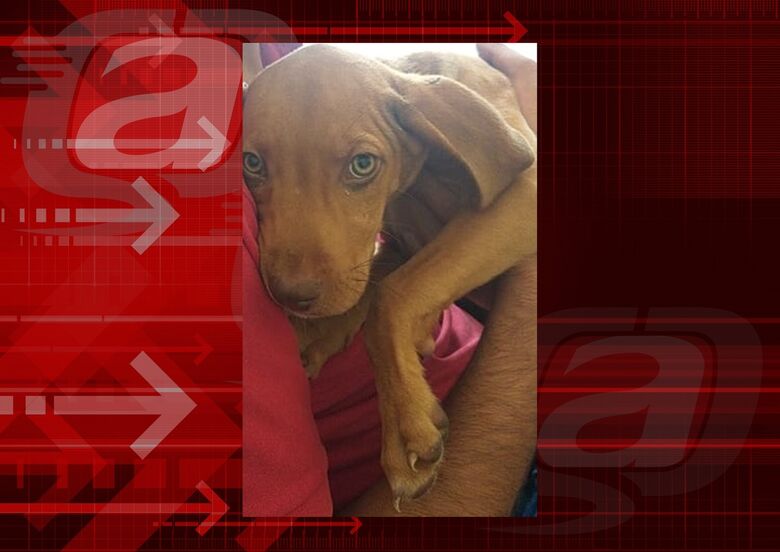 Cachorro Thor desaparece no Castelo Branco. Ajude a encontrá-lo -