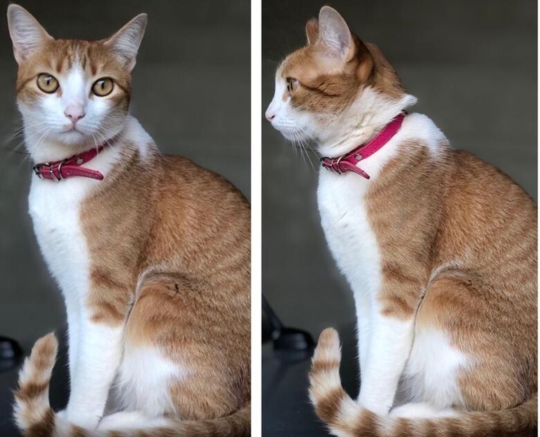 Gata Sininho desaparece na região do Jardim das Torres -
