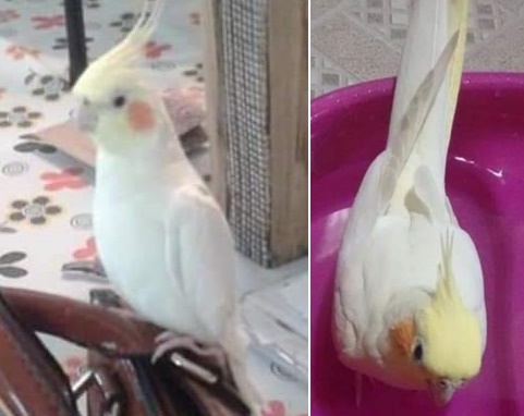 Calopsita desaparece no Jardim Paulistano. Ajude a encontrá-la -