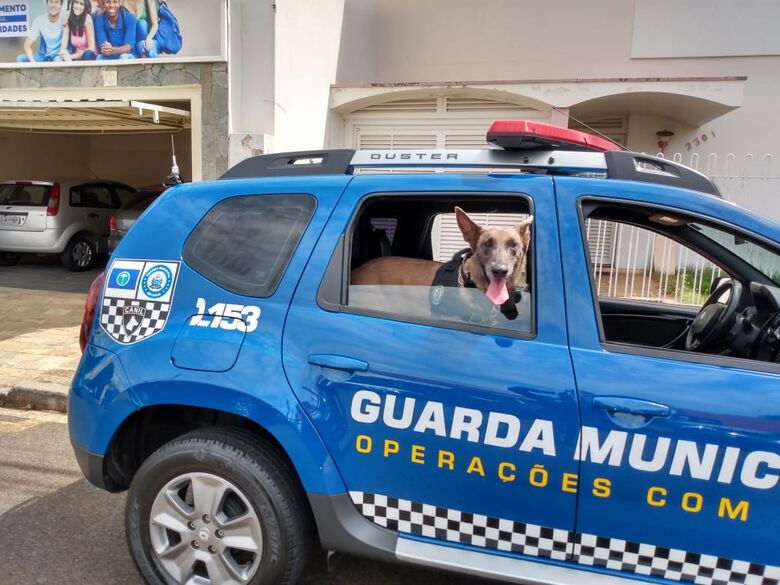 A cachorra Naja foi eficiente e localizou entorpecentes em terreno abandonado - Crédito: Divulgação