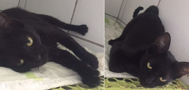 Gatinha Maricota continua desaparecida -